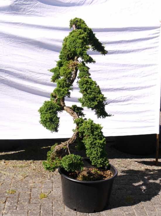 garten-bonsai-63_5 Garten bonsai