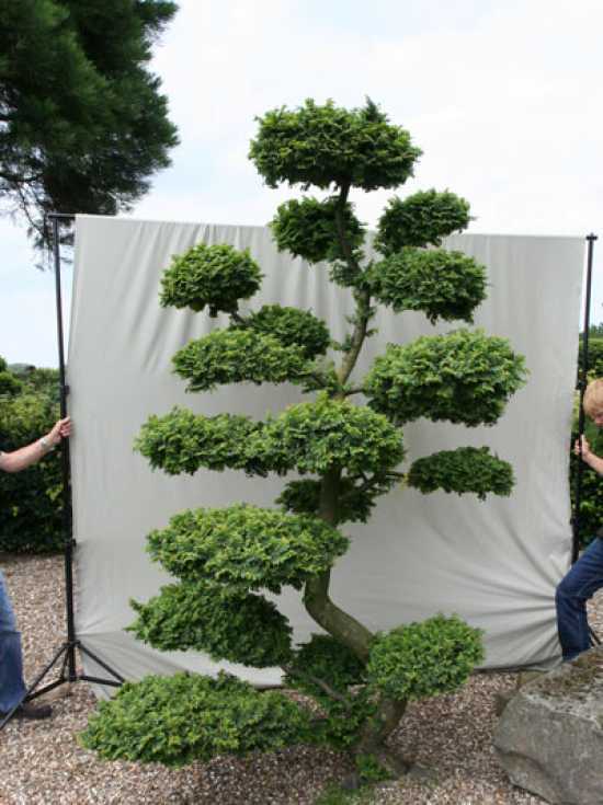 garten-bonsai-63_6 Garten bonsai