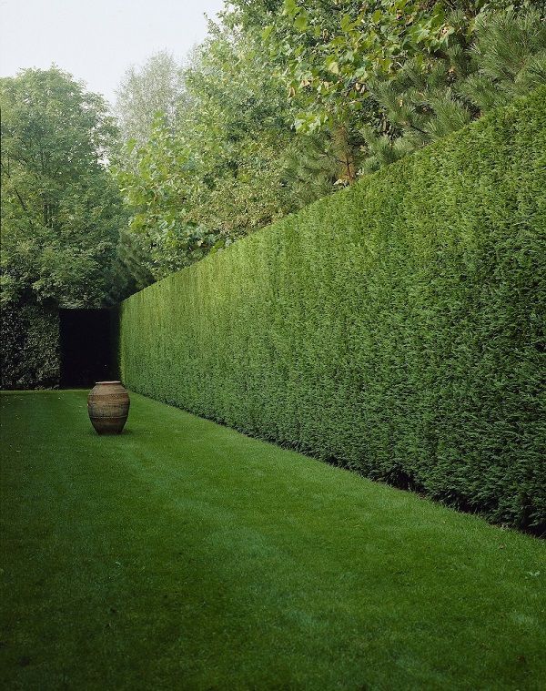 Garten hecken ideen