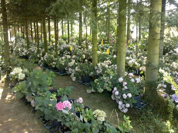 garten-mit-hortensien-gestalten-98_13 Garten mit hortensien gestalten