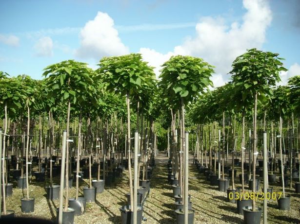 gartengestaltung-baume-95_12 Gartengestaltung bäume