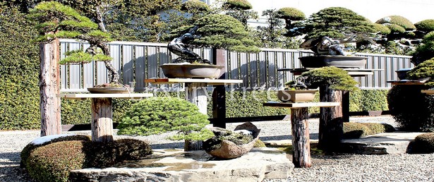 gartengestaltung-mit-bonsai-10_11 Gartengestaltung mit bonsai