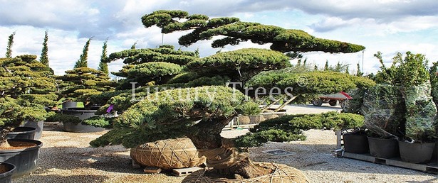 gartengestaltung-mit-bonsai-10_16 Gartengestaltung mit bonsai
