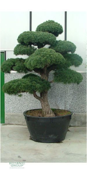 gartengestaltung-mit-bonsai-10_18 Gartengestaltung mit bonsai