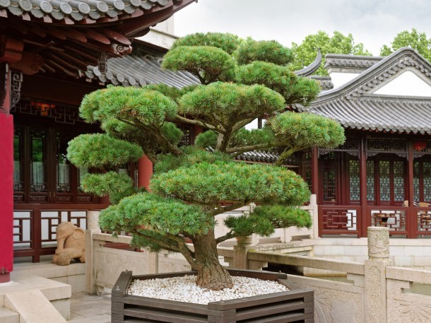 gartengestaltung-mit-bonsai-10_4 Gartengestaltung mit bonsai