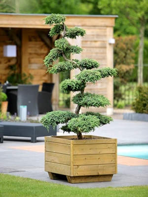gartengestaltung-mit-bonsai-10_9 Gartengestaltung mit bonsai