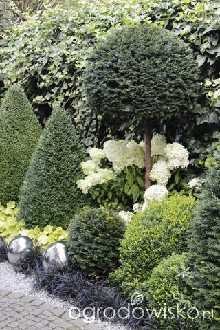 gartengestaltung-mit-buchs-und-hortensien-38_9 Gartengestaltung mit buchs und hortensien