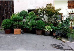 gartengestaltung-mit-pflanzen-30_6 Gartengestaltung mit pflanzen