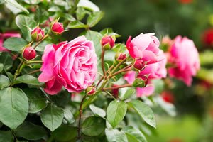 gartengestaltung-mit-rosen-81 Gartengestaltung mit rosen