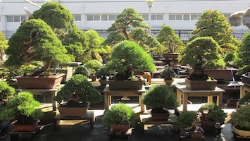 japanischer-bonsai-garten-18 Japanischer bonsai garten