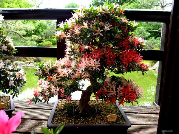 japanischer-bonsai-garten-18_13 Japanischer bonsai garten