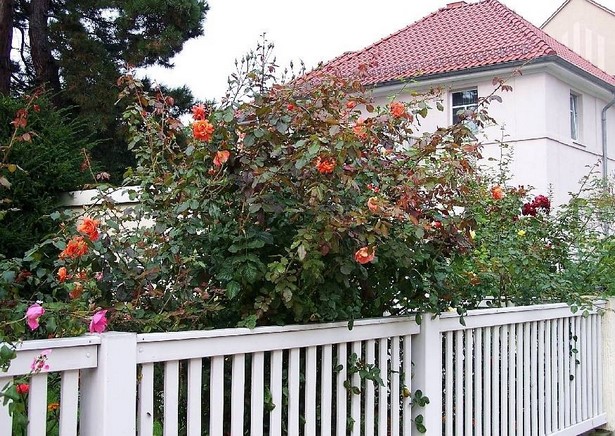 vorgarten-mit-rosen-gestalten-36_11 Vorgarten mit rosen gestalten