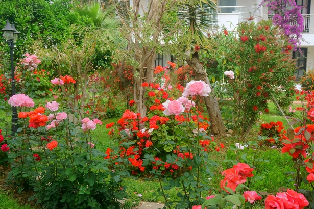 vorgarten-mit-rosen-gestalten-36_3 Vorgarten mit rosen gestalten