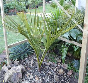 garten-mit-palmen-gestalten-33_2 Garten mit palmen gestalten