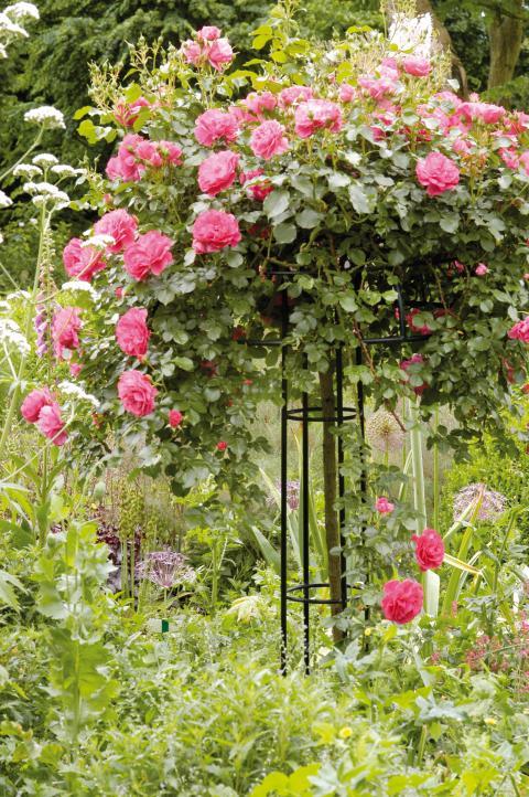 garten-mit-rosen-gestalten-54 Garten mit rosen gestalten