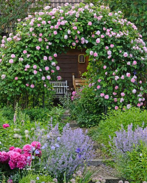 garten-mit-rosen-gestalten-54_19 Garten mit rosen gestalten