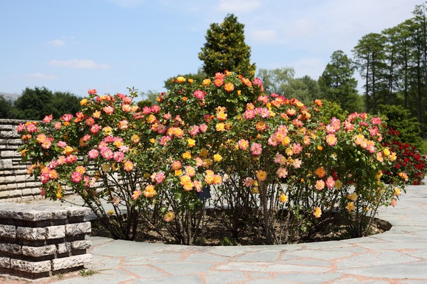 garten-mit-rosen-gestalten-54_3 Garten mit rosen gestalten