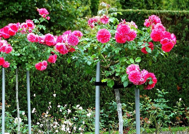 garten-mit-rosen-gestalten-54_7 Garten mit rosen gestalten