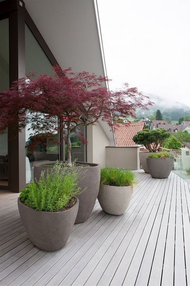 Kübelpflanzen terrasse modern