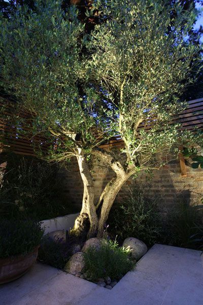 aussenbeleuchtung-ideen-baume-95_8 Outdoor lighting ideas trees