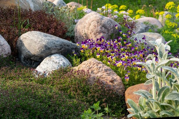 blumen-fur-steingarten-ideen-94 Flowers for rock gardens ideas