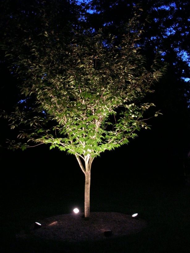 landschaft-beleuchtung-ideen-baume-46_17 Landscape lighting ideas trees