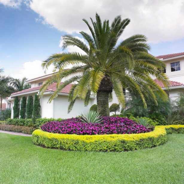 landschaftsbau-mit-palmen-ideen-65_17 Landscaping with palm trees ideas