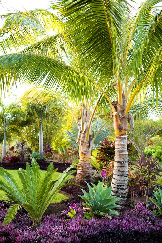 landschaftsbau-mit-palmen-ideen-65_9 Landscaping with palm trees ideas