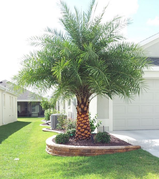 palme-garten-ideen-19_11 Palm tree garden ideas