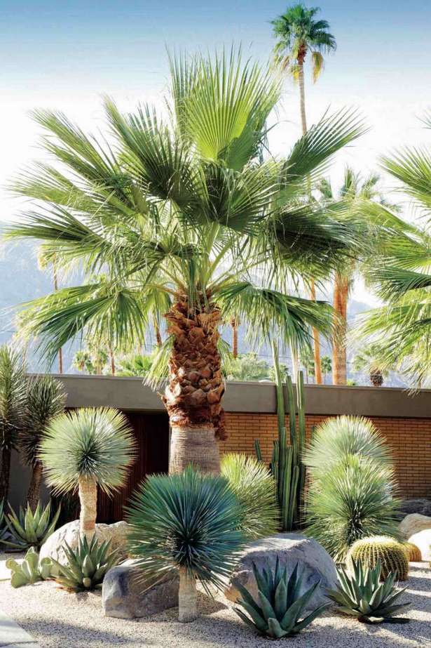 palme-garten-ideen-19_5 Palm tree garden ideas