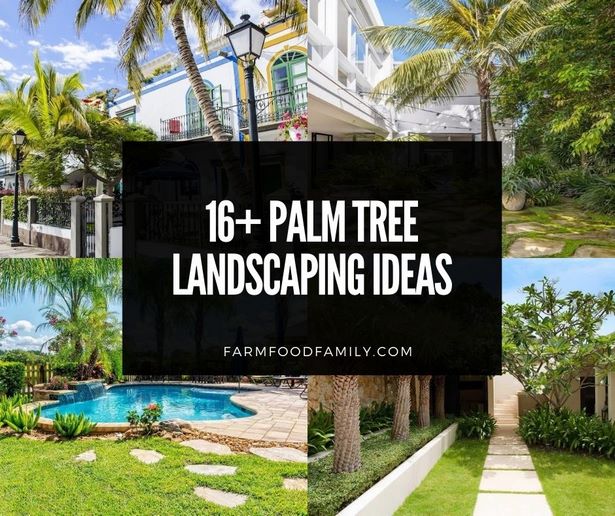 palme-landschaft-design-ideen-65_4 Palm tree landscape design ideas