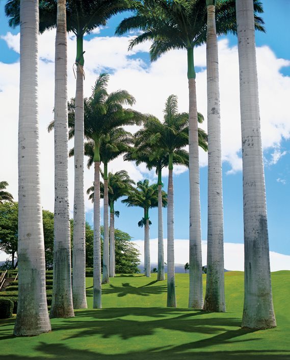palme-landschaft-design-ideen-65_9 Palm tree landscape design ideas