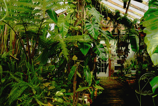 regenwald-garten-ideen-02_2 Rainforest garden ideas
