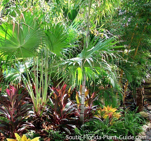 sud-florida-vorgarten-landschaftsbau-ideen-64_11 South florida front yard landscaping ideas