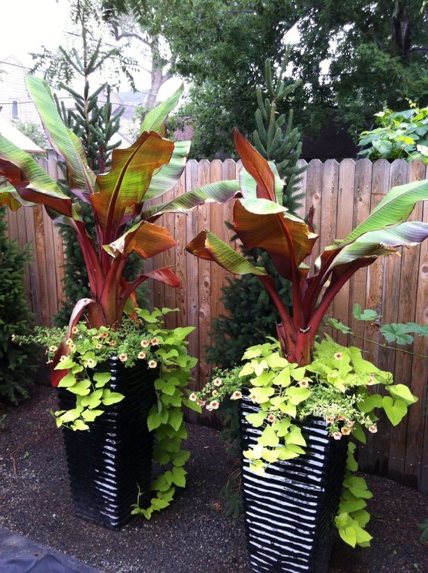 tropische-pflanzer-ideen-52_15 Tropical planter ideas