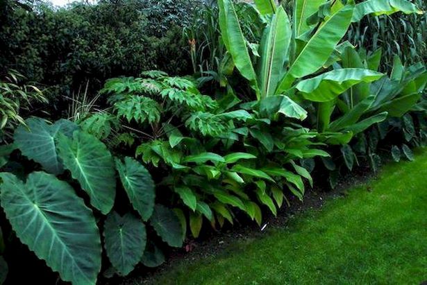 tropischer-garten-ideen-bilder-48_18 Tropical garden ideas pictures