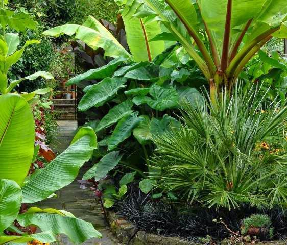 tropischer-vorgarten-ideen-32_8 Tropical front garden ideas