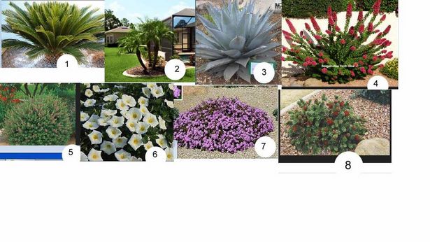 arizona-landschaftsbau-pflanzen-13 Arizona Landschaftsbau Pflanzen