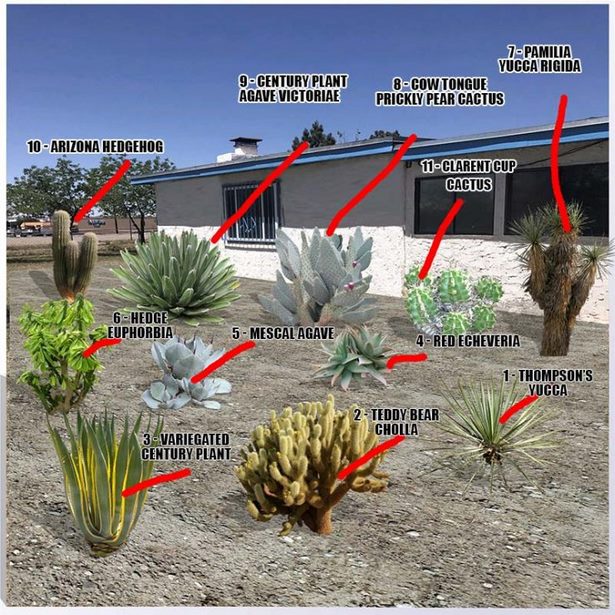arizona-landschaftsbau-pflanzen-13_2 Arizona Landschaftsbau Pflanzen