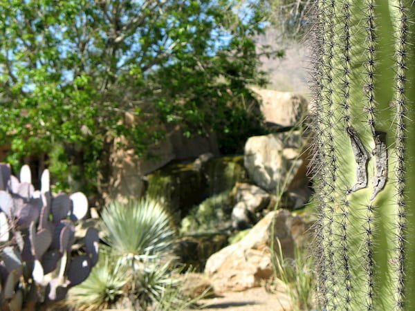 arizona-landschaftsbau-pflanzen-13_6 Arizona Landschaftsbau Pflanzen