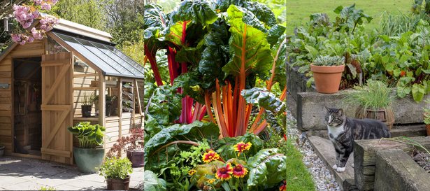 gemuse-fur-kleine-garten-51_11 Gemüse für kleine Gärten