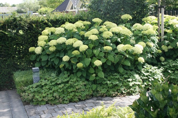 Beetgestaltung mit hortensien