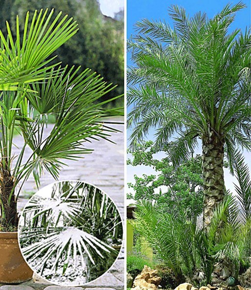 palmen-im-garten-bilder-71_13 Palmen im garten bilder