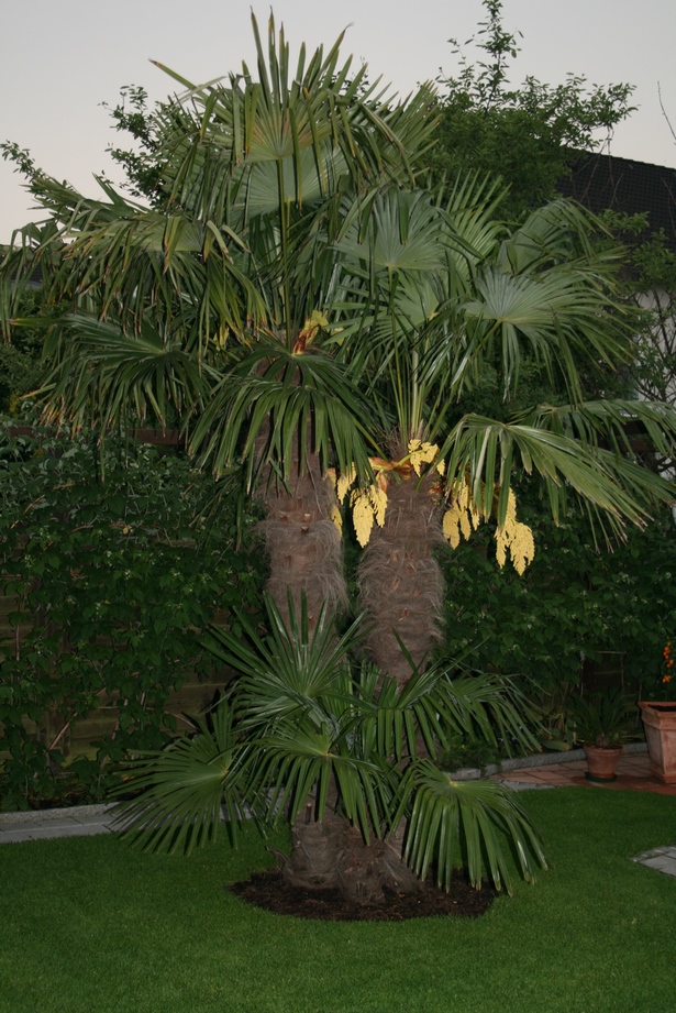 palmen-im-garten-bilder-71_14 Palmen im garten bilder