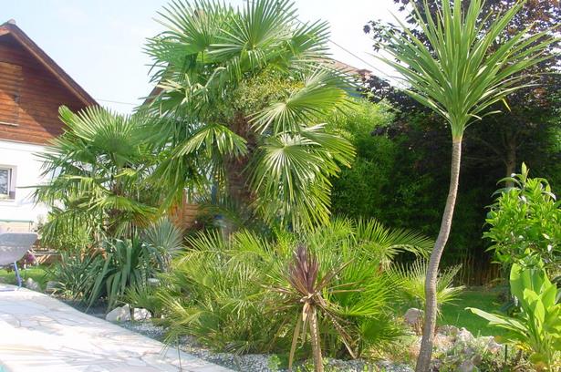 palmen-im-garten-bilder-71_2 Palmen im garten bilder