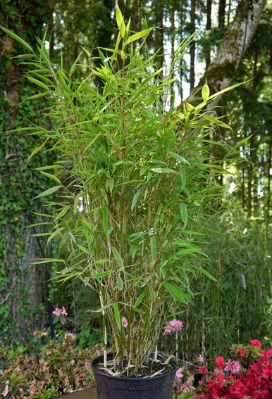 bambus-pflanzen-26_18 Bambus pflanzen