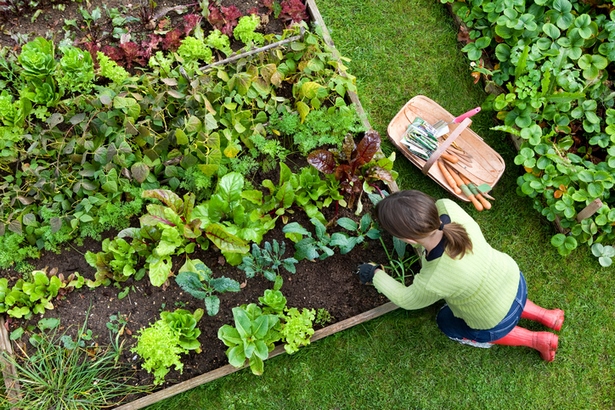 wie-lege-ich-einen-gemusegarten-an-19_7 Wie lege ich einen gemüsegarten an