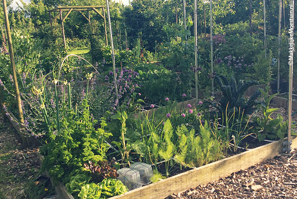 wie-lege-ich-einen-gemusegarten-an-19_9 Wie lege ich einen gemüsegarten an