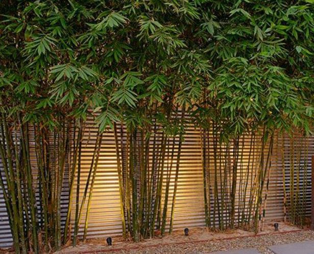 bambus-garten-design-ideen-70_17 Bambus Garten design-Ideen