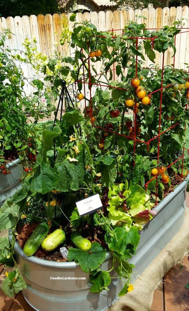 gemuse-container-gartenarbeit-ideen-26_8 Gemüse container Gartenarbeit Ideen
